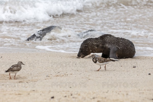 Ruddy turnstone (Arenaria interpres), sea lions (Zalophus wollebaeki), San Cristobal, Galapagos,