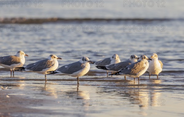 Seagulls wading at the waterline searching for food along the Mississippi Gulf Coast in evening