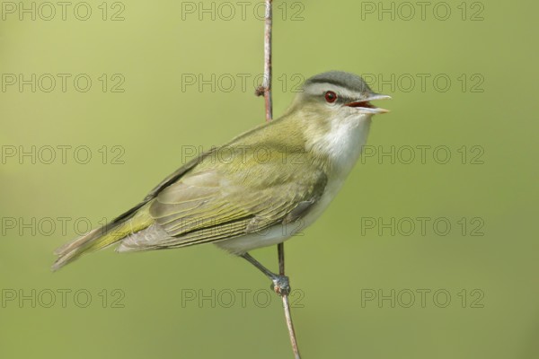 Red-eyed Vireo (Vireo olivaceus) singing, Saskatchewan, Canada