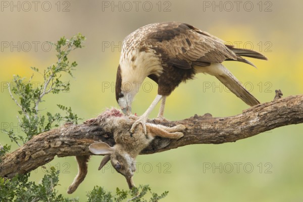 Northern Crested Caracara (Caracara cheriway) juvenile eats on carrion, Texas, USA