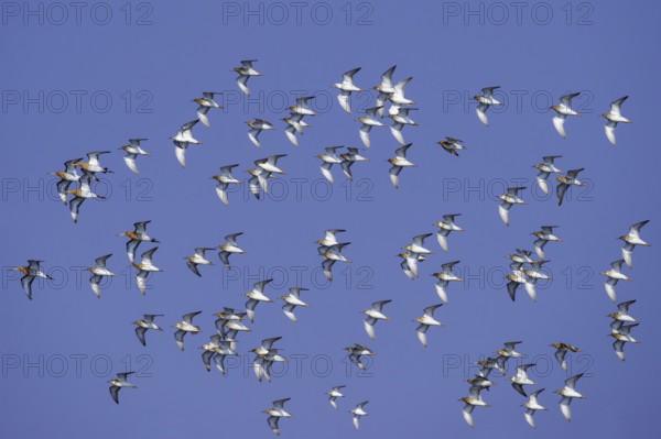 Ruff & Black-tailed Godwit & Sanderling (Calidris pugnax & Limosa limosa & Calidris alba) flock in