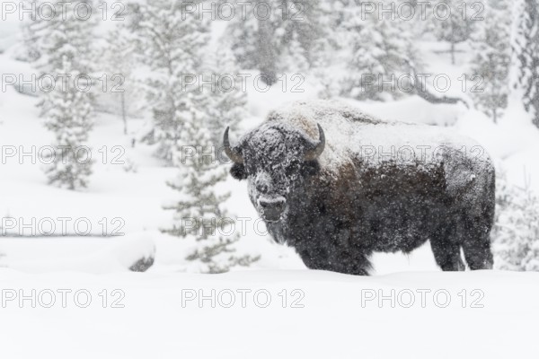 American Bison (Bos bison) adult in snowy countryside in snow storm, Yellowstone National Park,