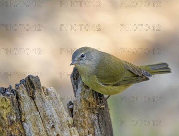 Orange-crowned Warbler, Oreothlypis celata, perched on a log in the Autumn in Saskatoon,
