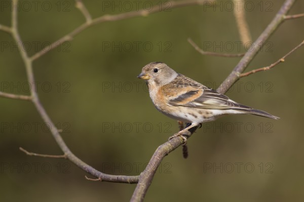 Brambling - Bergfink - Fringilla montifringilla, Germany, 1st cy female
