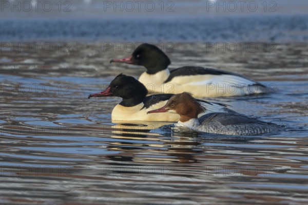 Common Merganser (Mergus merganser) group simming on an ice edge, Mecklenburg-Western Pomerania,