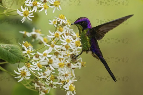 Purple-backed Thornbill (Ramphomicron microrhynchum) perched on a branch in the Andes mountains of