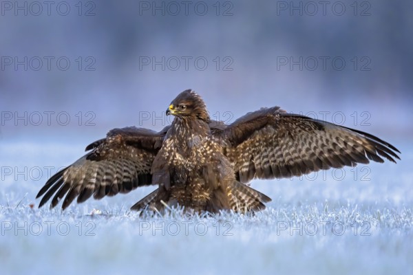 Common Buzzard (Buteo buteo) perched on hoarfrost covered ground with spread wings, Saxony-Anhalt,
