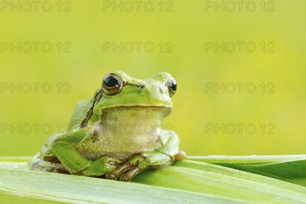 European tree frog, Hyla arborea, sitting on grass straw with clear green background. Nice green