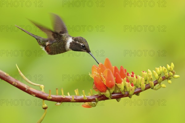 Two hummingbirds with pink flower, in flight. Flight of Purple-throated Woodstar, Calliphlox