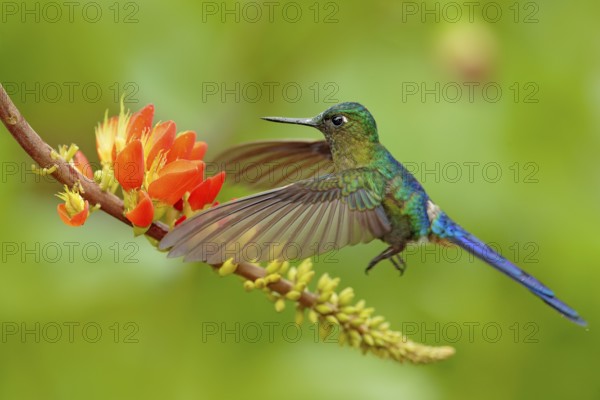 Hummingbird Long-tailed Sylph, Aglaiocercus kingi with orange flower, in flight. Hummingbird from
