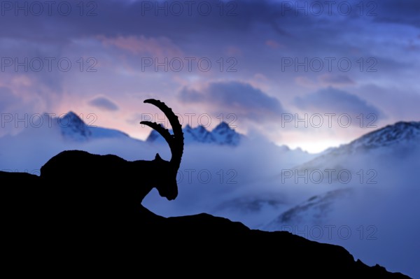 Alpine Ibex, animal in nature rock habitat, France. Twilight night in the high mountain. Ibex