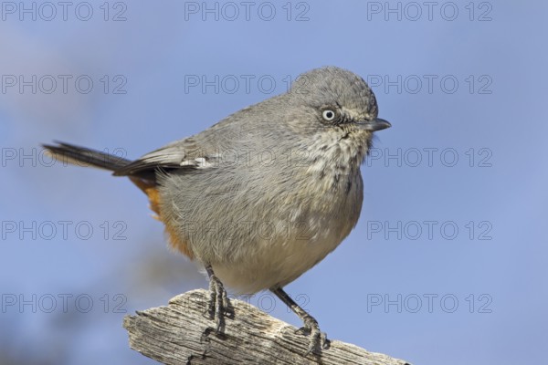 Chestnut-vented Warbler (Sylvia subcoerulea), Northern Cape, Kgalagadi Transfrontier Park, South