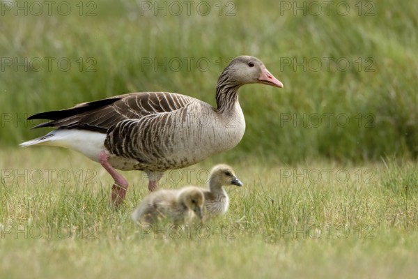 Greylag Goose (Anser anser) with chicks, Seewinkel, Austria