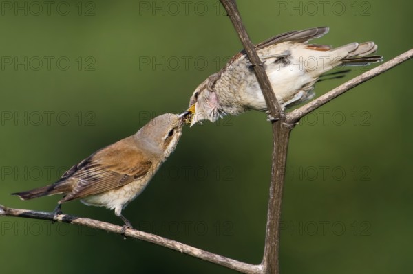 Red-backed Shrike (Lanius collurio) female feeding juvenile, Saxony-Anhalt, Germany