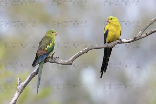 Regent Parrot (Polytelis anthopeplus) pair perched on a branch, Victoria, Australia
