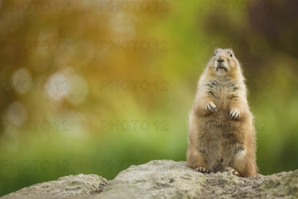 Schwarzschwanz-Präriehund, Cynomys ludovicianus Black-tailed Prairie Dog, Cynomys ludovicianus