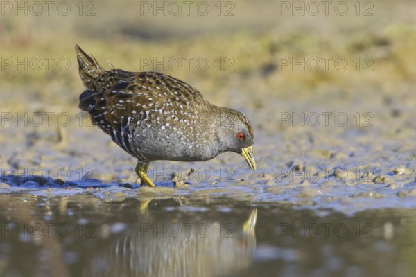 Australian Crake (Porzana fluminea), Victoria, Australia