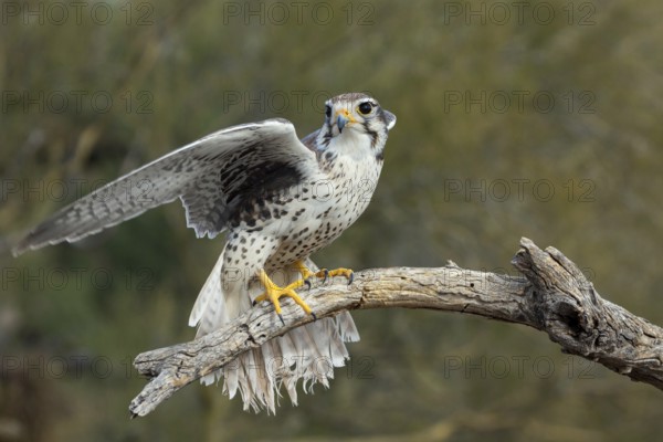 Prairie Falcon Falco mexicanus Arizona-Sonora Desert Museum, Tucson, Arizona, United States 22