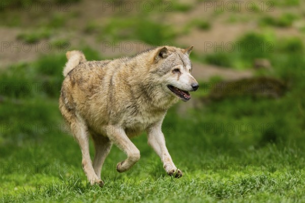 Eastern wolf (Canis lupus lycaon) running over a meadow, Bavaria, Germany