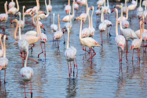 Pink flamingos (Phoenicopterus roseus), standing in the pond, Pont de Gau Bird Park,