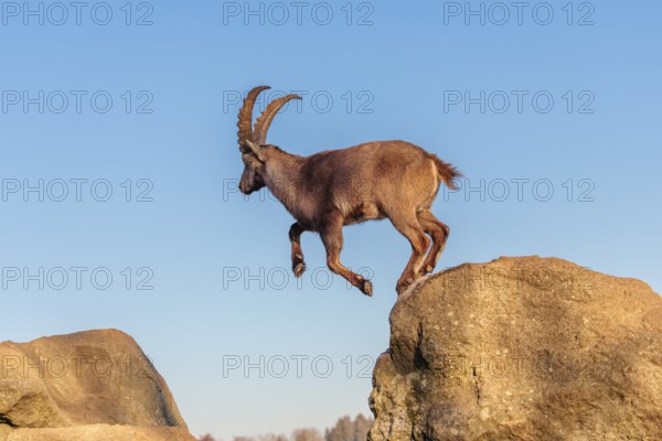 A male ibex (Capra ibex) leaps from rock to rock in the warm evening light. A blue sky can be seen