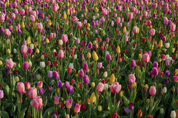 A wide field full of different coloured tulips in full bloom, Keukenhof, Lisse, province of South