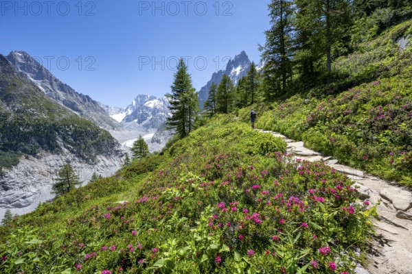 Picturesque mountain landscape with blooming alpine roses, imposing mountain peaks and glaciers,