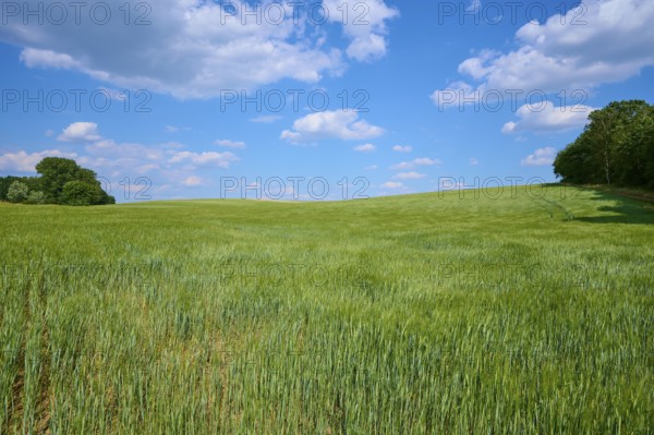 Green barley field under blue sky with drifting clouds, calm atmosphere, summer, Thüngen, district