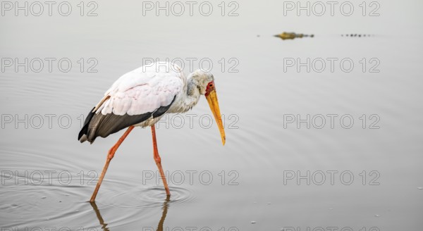 Glutton (Mycteria ibis) in the water looking for food, at sunrise, Sunset Dam, Southern Kruger
