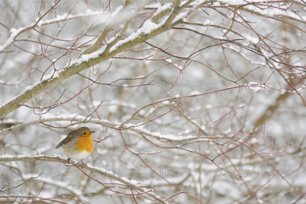 Robin (Erithacus rubecula) in winter, snow, sitting in snow-covered bushes, in a hard shrub, small
