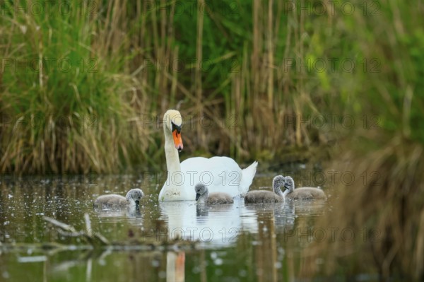 A swan with its chicks in the water of a pond, surrounded by green vegetation, Mute Swan, (cygnus