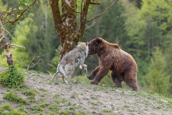 A Eurasian gray wolf (Canis lupus lupus) encounters a European brown bear (Ursus arctos arctos) in