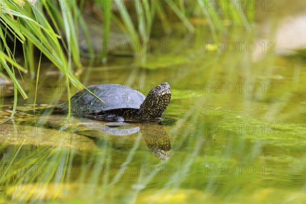 A European pond turtle (Emys orbicularis) rests in shallow water on a stone lying in the pond,