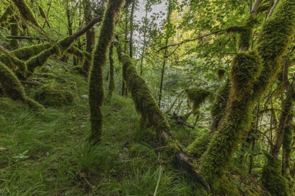 Green moss covers the fallen trees and creates a serene atmosphere in the forest. Bright foliage