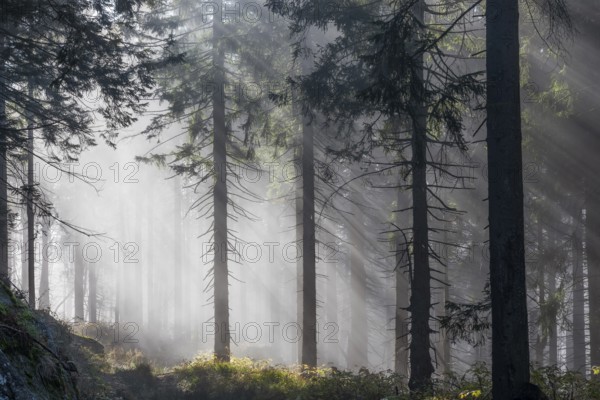 Natural spruce forest with morning fog, sunbeams break through the fog, at the Dreisesselberg,