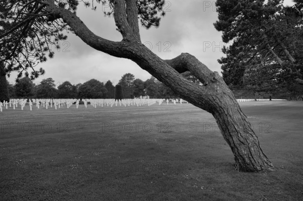 Wind-bent black pine (Pinus nigra), gravestones, war graves, soldiers' graves, military cemetery,