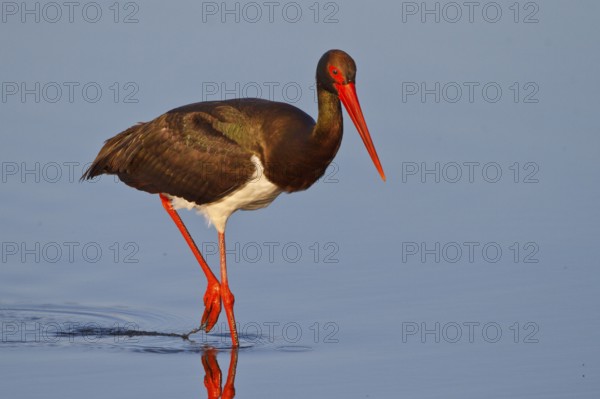 Black Stork (Ciconia nigra) foraging, Greece