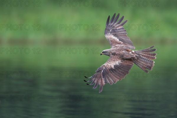 Black Kite (Milvus migrans), Mecklenburg-Western Pomerania, Germany
