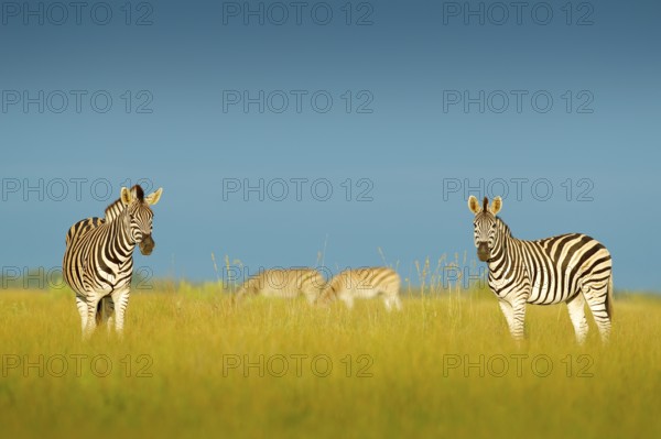 Zebra with blue storm sky. Burchell's zebra, Equus quagga burchellii, Nxai Pan National Park,