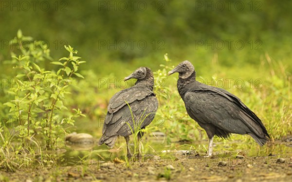 Rabengeier (Coragyps atratus)