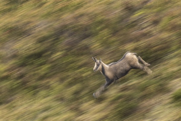 Chamois (Rupicapra rupicapra), walking through mountain range, Ancares, Castilla Leon, Spain