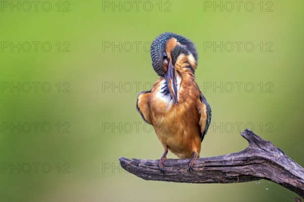 Common Kingfisher (Alcedo atthis) preening, perched on a branch, Saxony-Anhalt, Germany