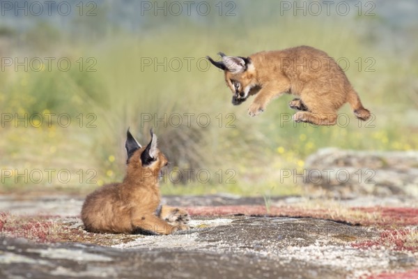Caracal (Caracal caracal) two cubs jumping and playing, Castile-La Mancha, Spain