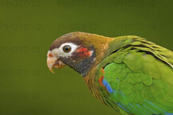 Detail of parrot head. Brown-hooded Parrot, Pionopsitta haematotis, portrait of light green parrot