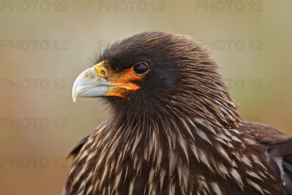 Caracara sitting in the grass in Falkland Islands, Argentina. Caracara in the nature habitat.