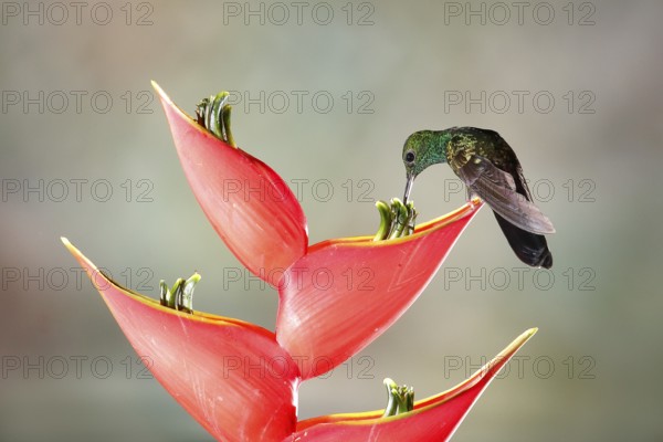 Bronze-tailed Plumeleteer (Chalybura urochrysia) males feeding at flower nectar, Costa Rica