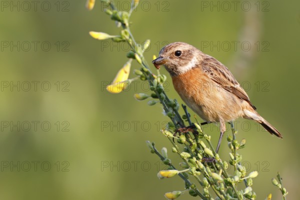 European Stonechat (Saxicola rubicola) female perched on broom with insect in beak, Saxony-Anhalt,