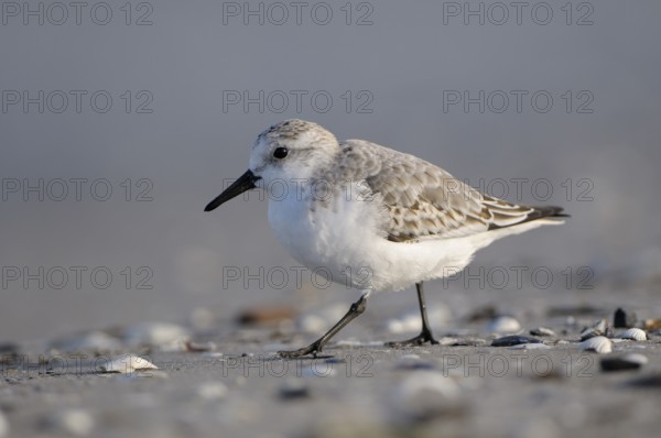 Sanderling (Calidris alba), Sanderling, Altvogel im Schlichtkleid, am Strand der Ostsee, auf