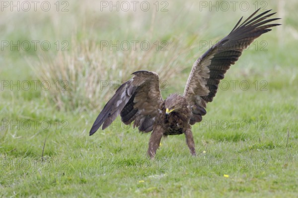 Schreiadler, lat. Aquila pomarina, auf einer Wiese bei der Nahrungssuche mit geöffneten Flügeln