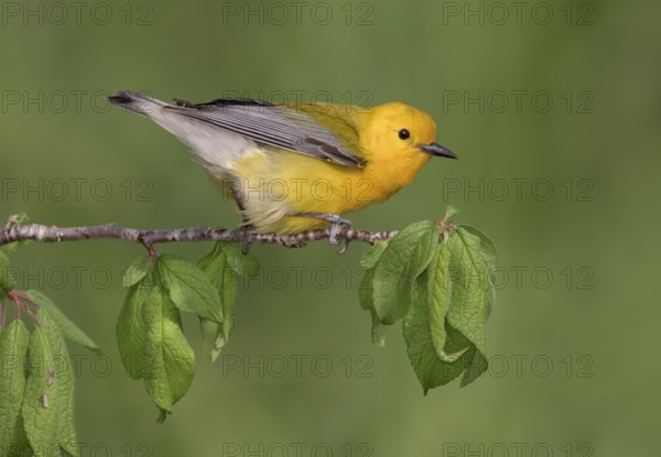 Prothonotary Warbler (Protonotaria citrea) male perched on a twig, Texas, USA